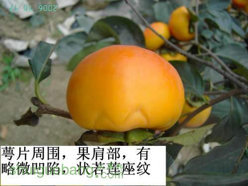 PICT0522.JPG