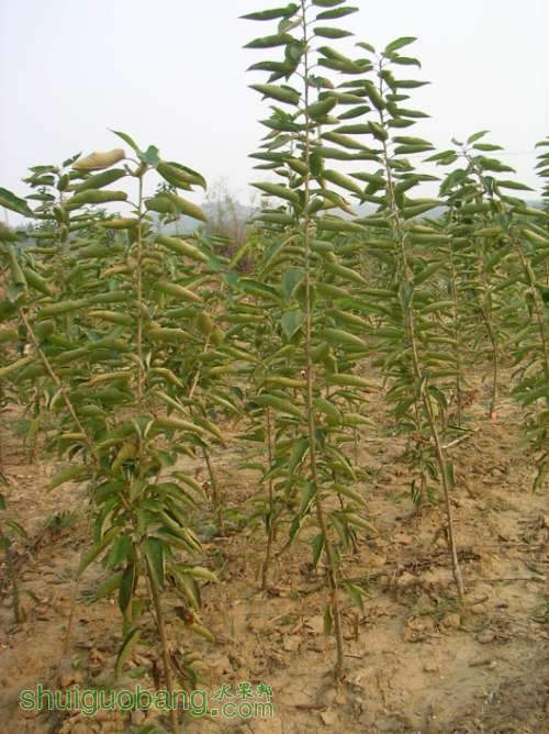 SANY0484.JPG