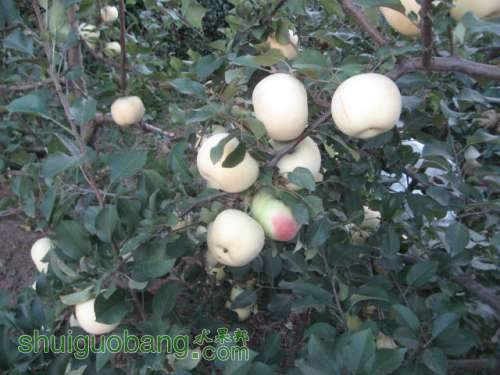 20121010СѴ{翪ʼ} 004.jpg