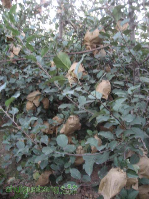 20121010СѴ{翪ʼ} 029.jpg