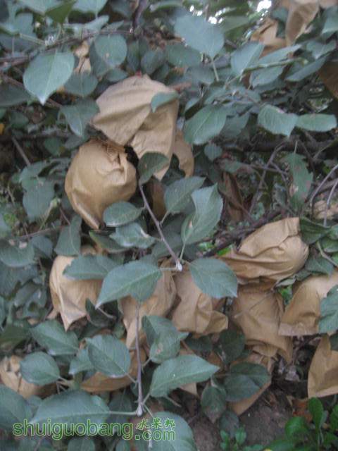 20121010СѴ{翪ʼ} 030.jpg