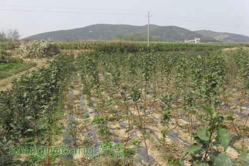 ԵĶ1.jpg
