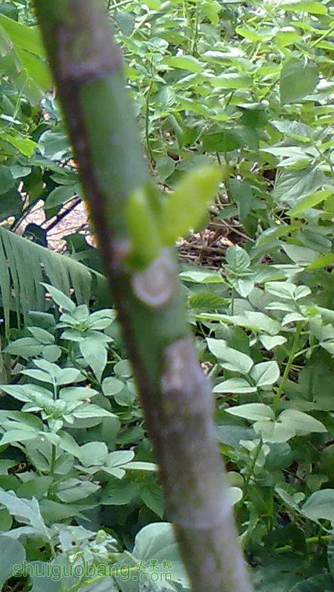 ޽ӳɻʼðѿ