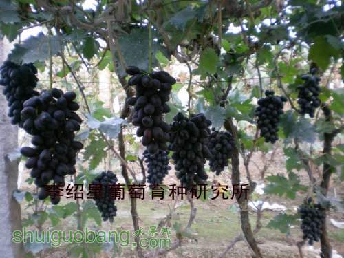 DSCN6617_conew1.jpg