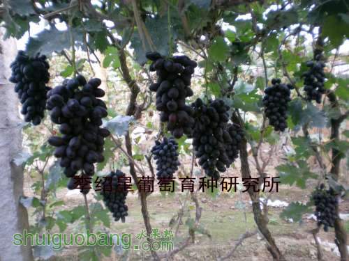 DSCN6622_conew1.jpg