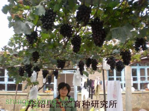 DSCN6670_conew1.jpg
