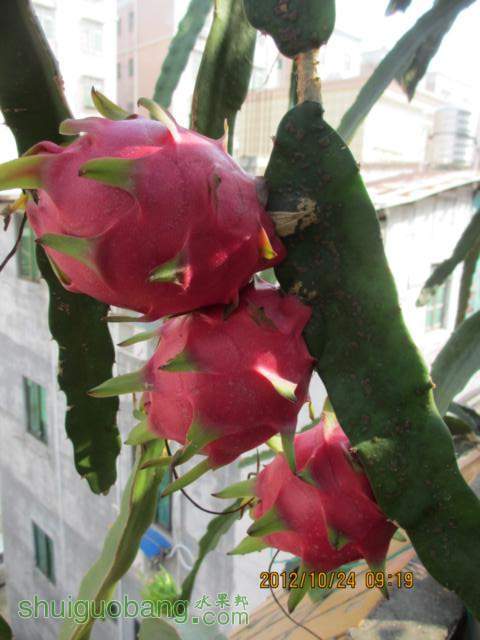 ��Ȼ��̭����10.24A.JPG