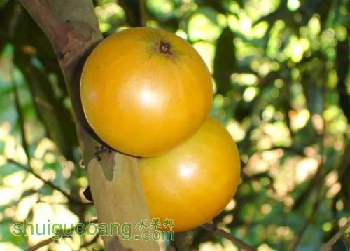 T069_Marlieria ou Plinia edulis - Myrtaceae - Bigua__u - SC - Brazil - 11_02_200.jpg