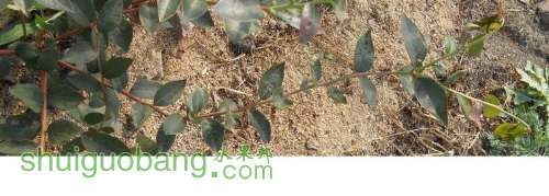 20121026--�ڶ��ο�����������֦����ժ�ĺ󷢳����·�֦�������죬û�ã� (64).jpg