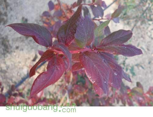 20121026--��ѿ�����üҵ�����ģ� (1).jpg