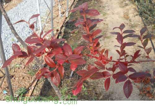 20121026--��ѿ�����üҵ�����ģ� (2).jpg