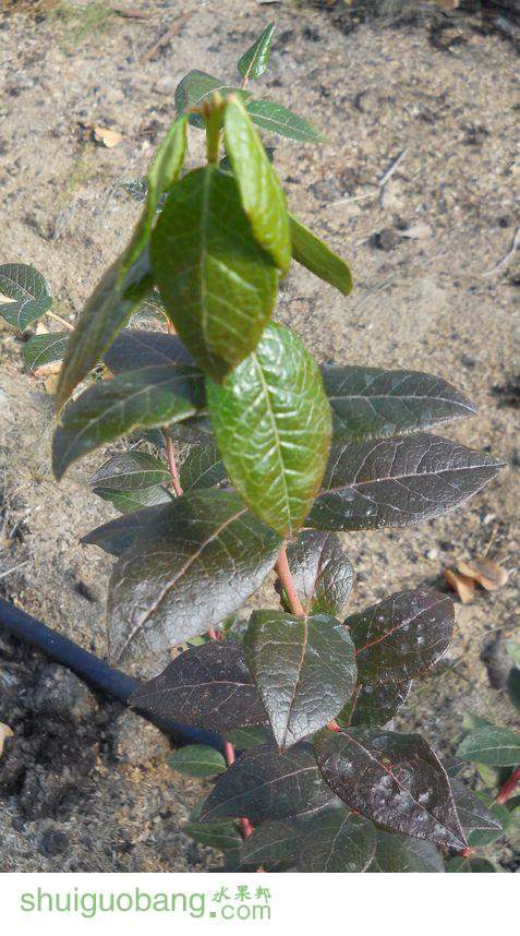 20121026--��Ҷ�ܶ���ҶƬή��֦ͷ�´�   (1).jpg