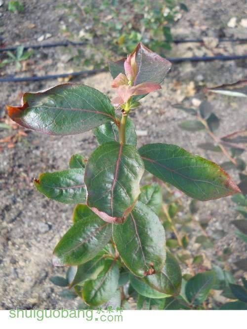 20121026--��֦���������⡢�򶥡�ժ�ĺ� (1).jpg