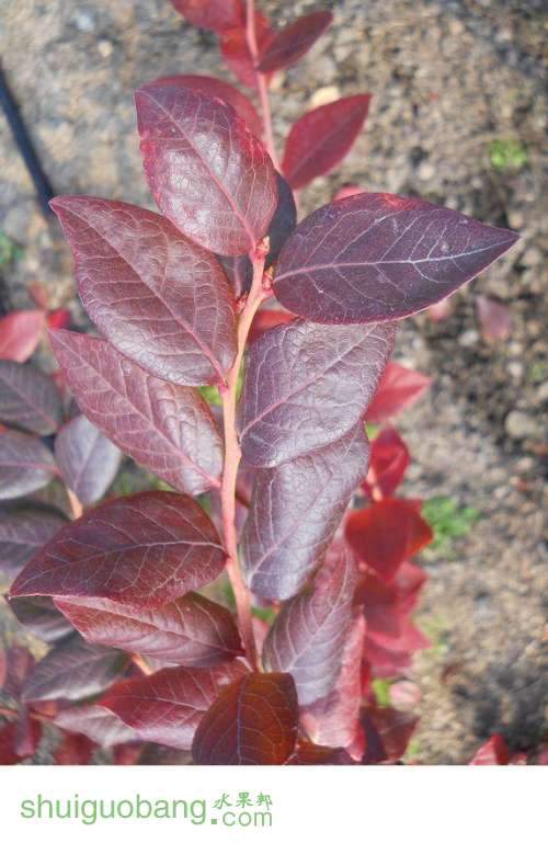 20121026--�＾��Ҷ�����������ģ� Ҷ����磻 �л�ѿ (76).jpg