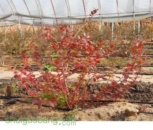 20121026--�＾��Ҷ�����������ģ� Ҷ����磻 �������ϲ���������ʱ����ѿҲ�У�.jpg