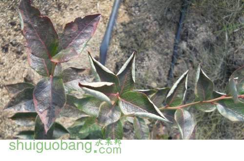 20121026--ҶƬ���ˣ����Ͼ�����̰�ࣻ     (631).jpg