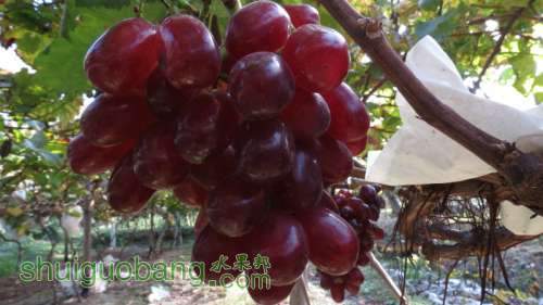 IMG_1174_meitu_2.jpg