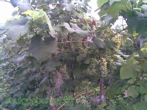 20120716(015).jpg