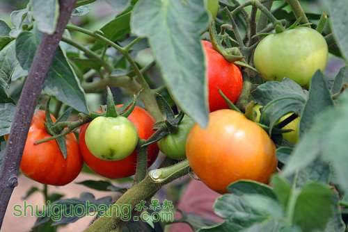 CSC_0106_.jpg