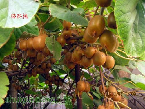 ⨺���2011.10.09 006.jpg