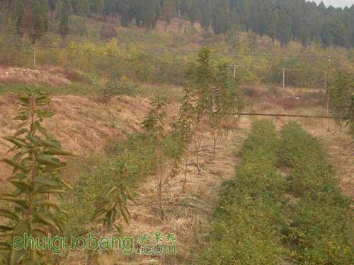 SDC10049_.jpg