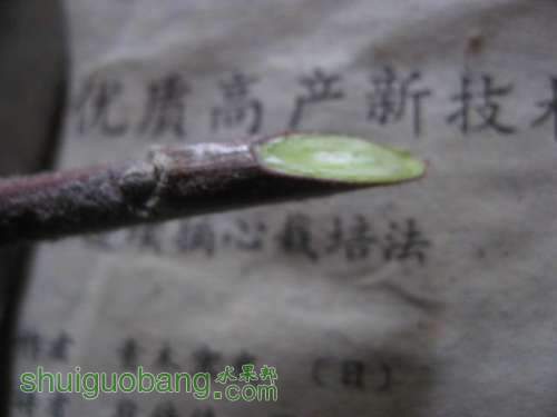 ڼ޽ 008.jpg
