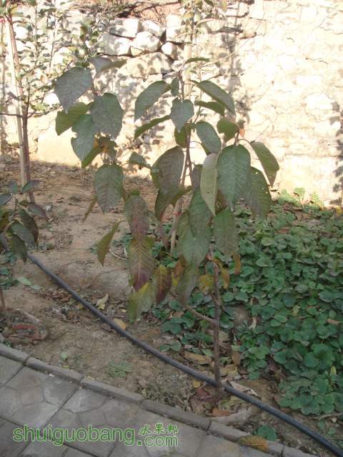 DSC01217.JPG