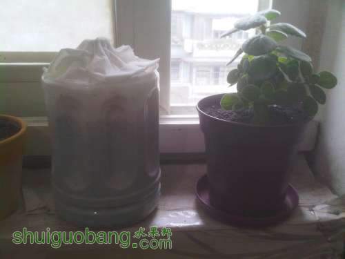 IMG00081-20121207-1553.jpg