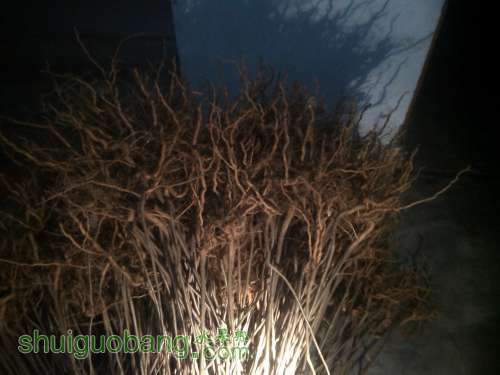 IMG_20121207_170316.jpg