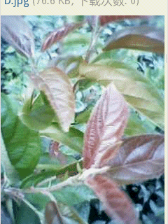 ļ.gif