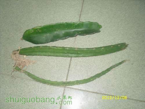 SDC12296.JPG