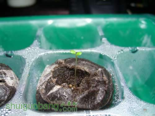 Fragaria Toscana.jpg