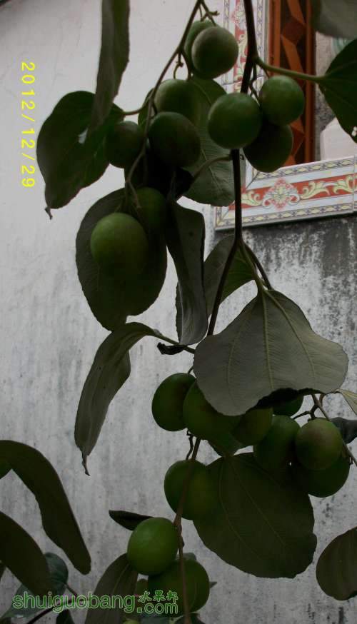 ALIM1375.JPG