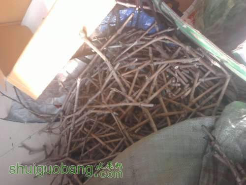 Ƭ010.jpg