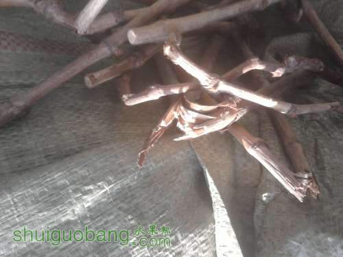 Ƭ011.jpg