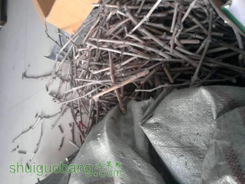 Ƭ017.jpg