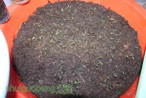 seed001.JPG