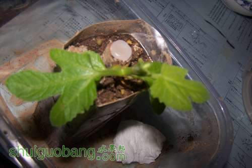 100_3870.JPG