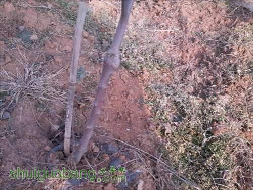 Ƭ0850 as Smart Object-10000.jpg