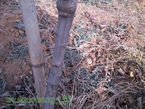 Ƭ0847 as Smart Object-10000.jpg