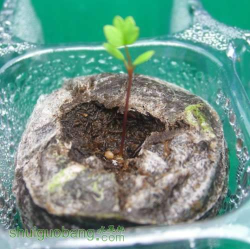 ݮ˹(Fragaria Toscana).jpg