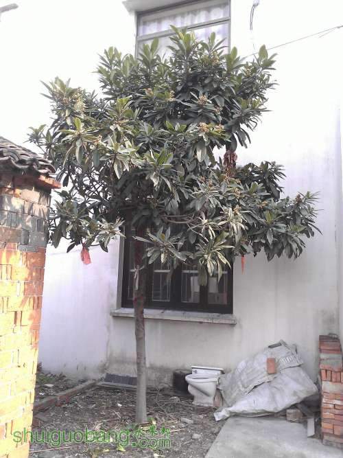 WP_000353.jpg