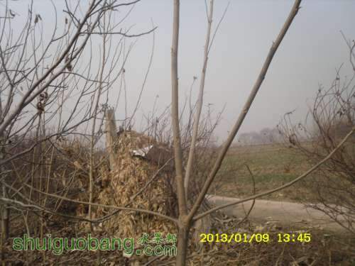 SDC10811.JPG