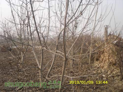 SDC10809.JPG