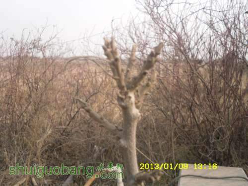 SDC10800.JPG