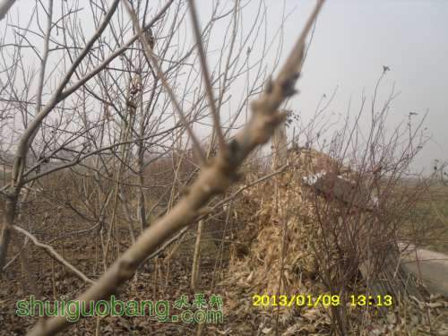 SDC10798.JPG