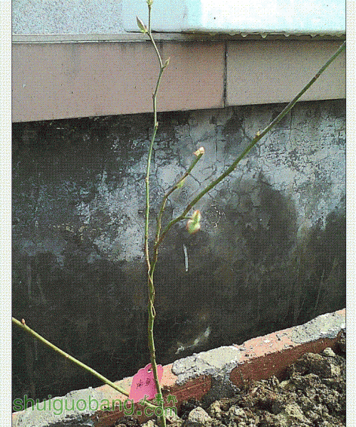V5.GIF