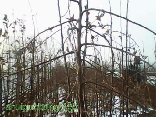 2047563yazz2ym337h3chg.jpg