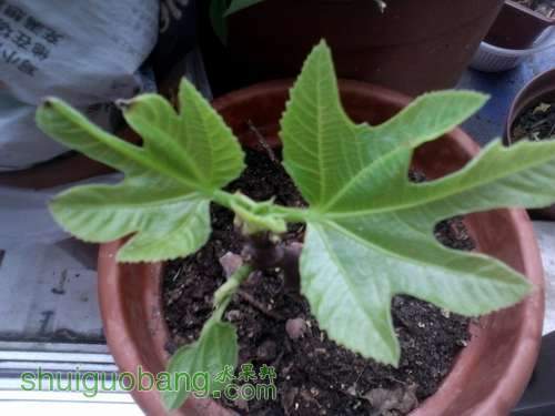2013-02-10_15-55-10_223.jpg