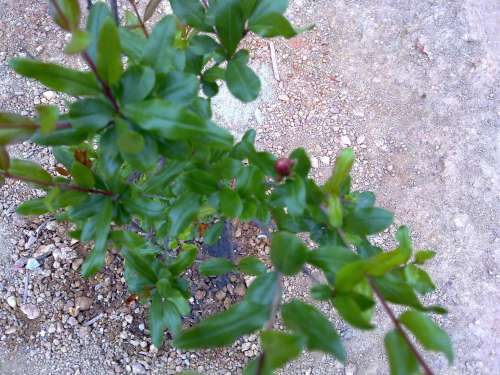 20130219387.jpg